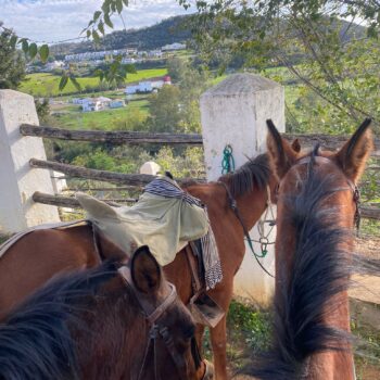 Paseos a caballo